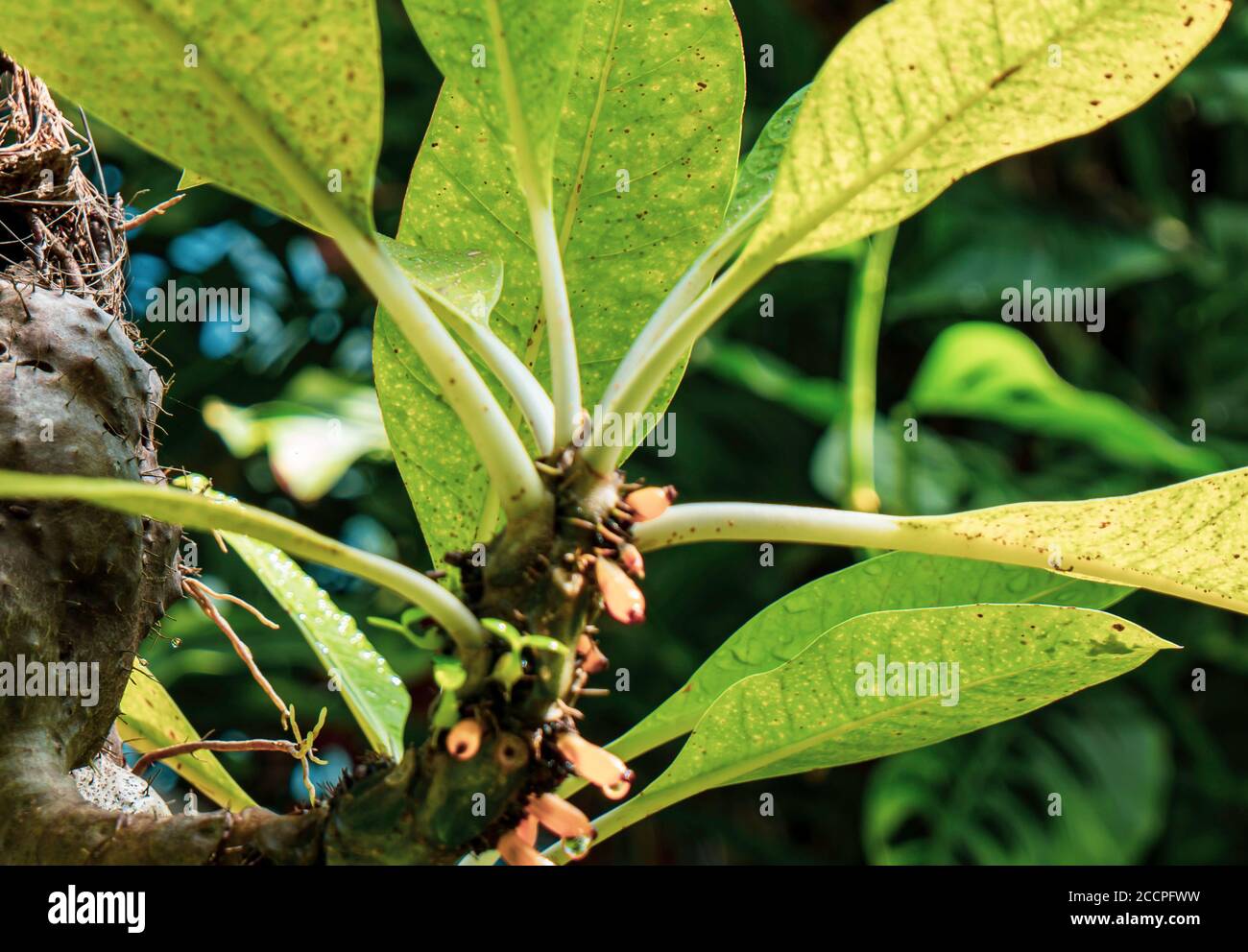 Nahaufnahme einer Kieferkegel-Pflanze in einem üppigen Gewächshaus botanischen Umgebung. Stockfoto