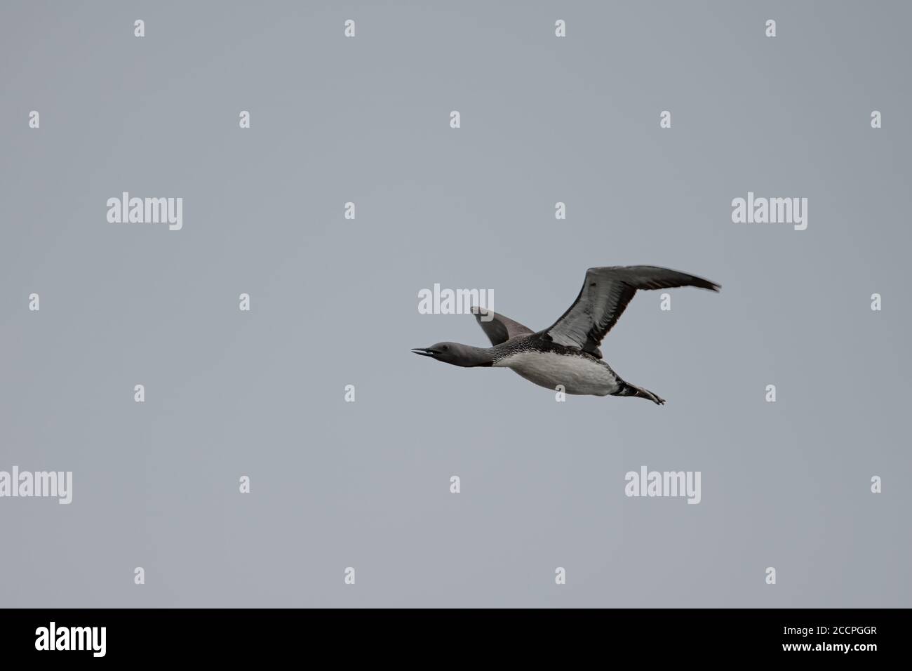 Rotkehltaucher oder -Loon im Flug, Shetland Island, Fetlar, Großbritannien Stockfoto