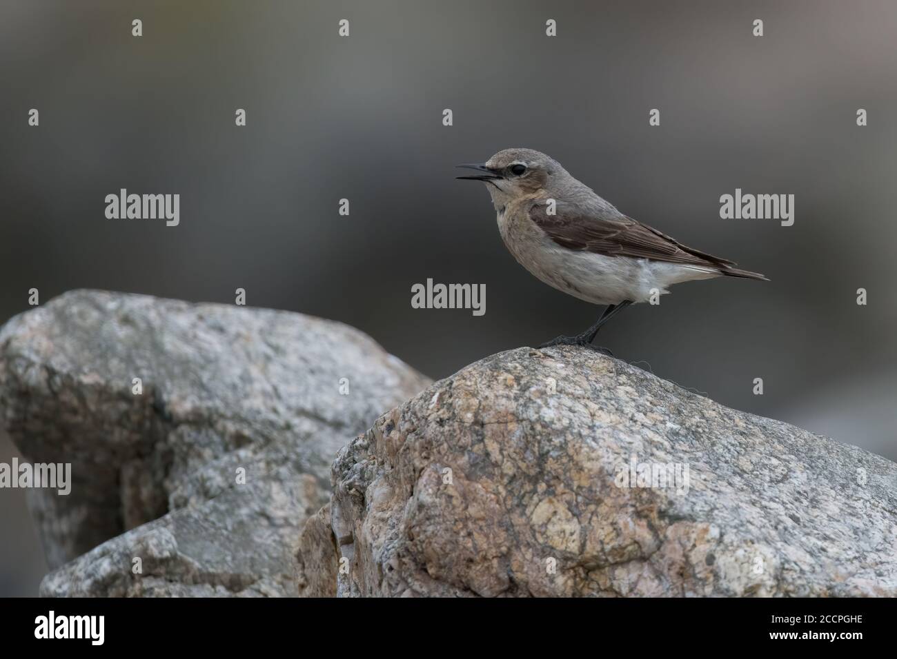 Wheatear Gesang in Fetlar, Shetland Island, Großbritannien Stockfoto