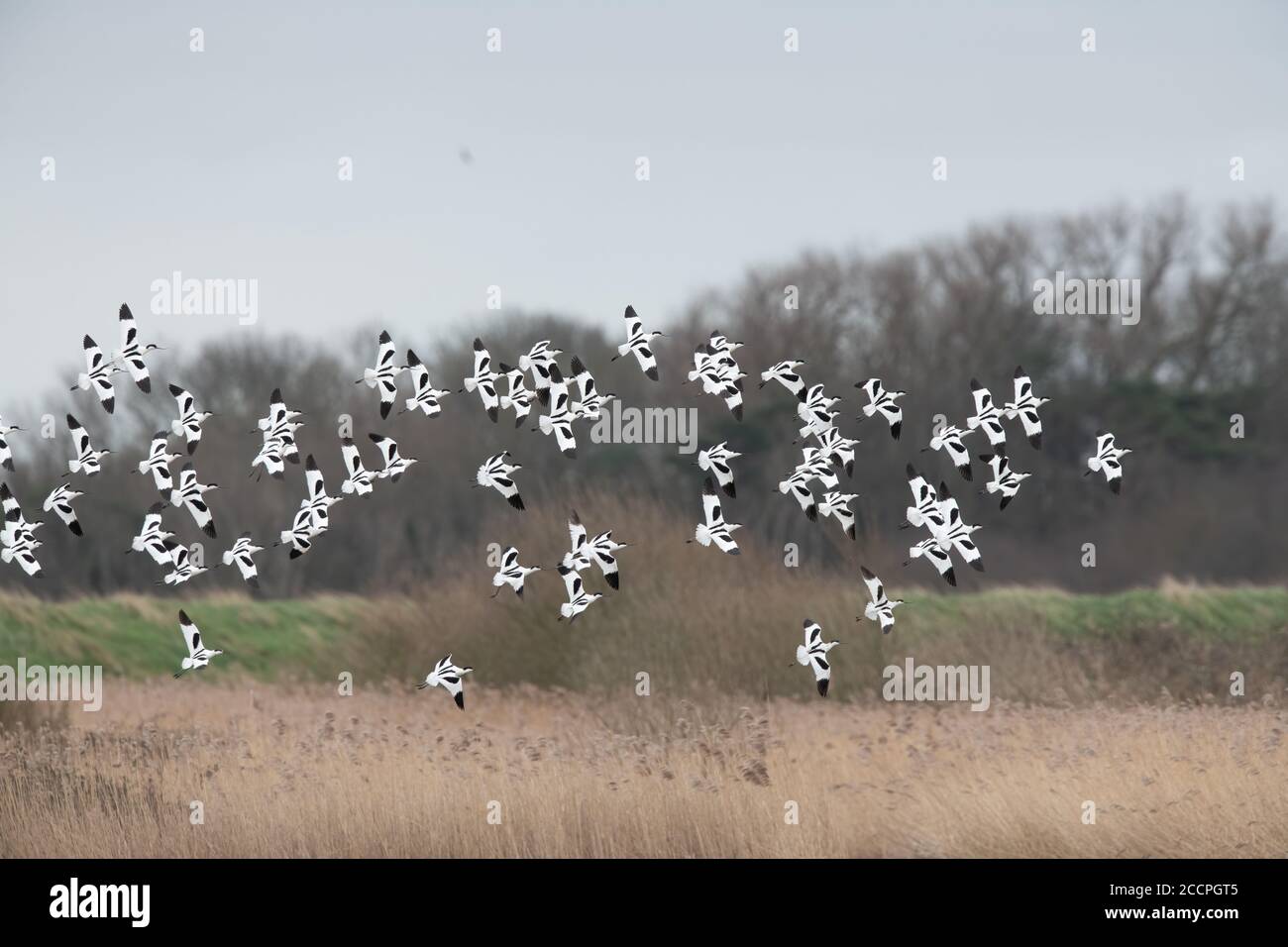 Großer Avocet-Schwarm, der über Wasser fliegt, Kent, Großbritannien Stockfoto