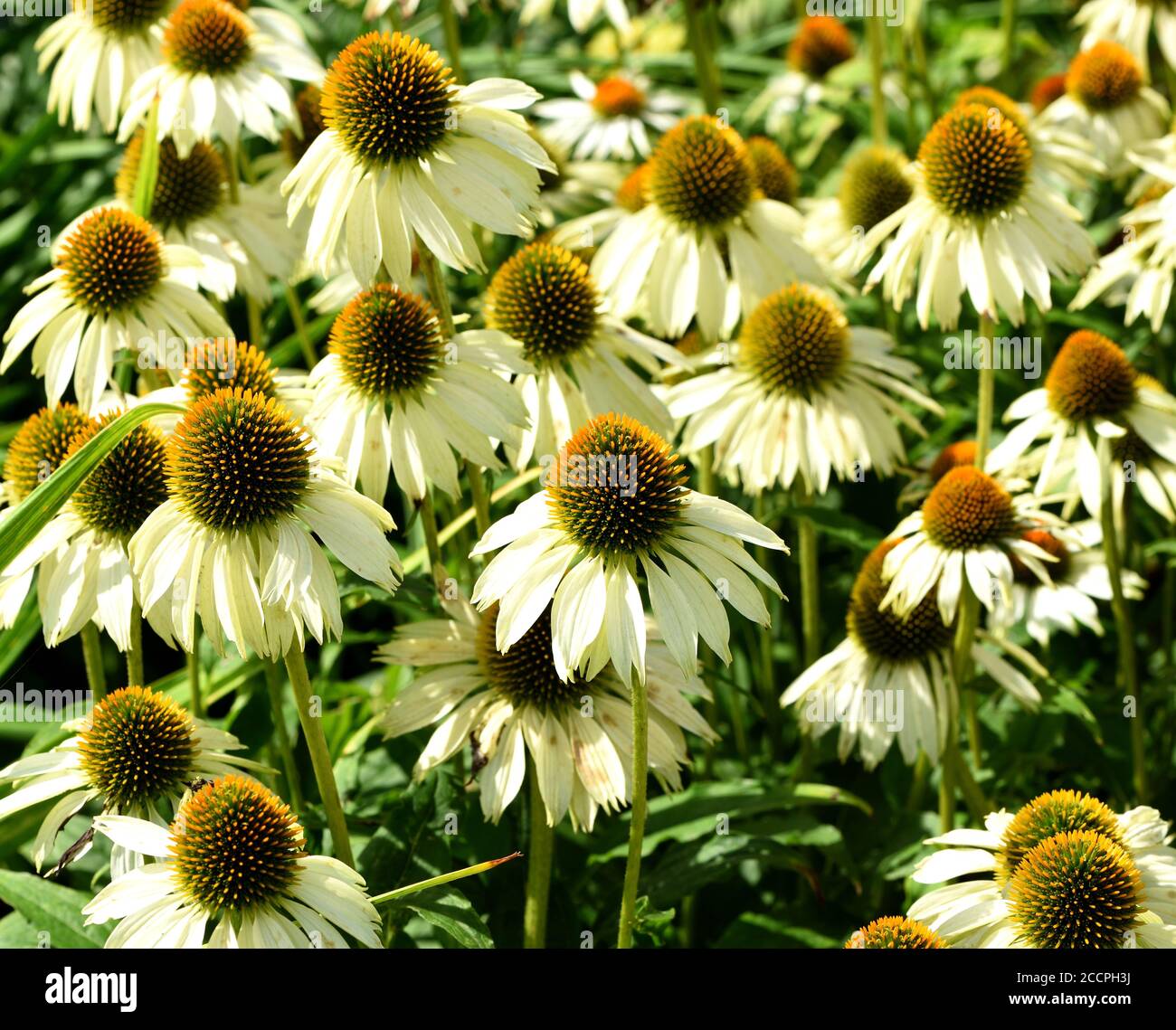 Eine Gruppe von Echinacea purpurea White Swan. Stockfoto