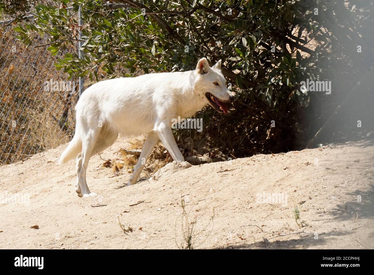 LOS ANGELES - AUG 17: Wolf beim Meet the Newest Residents - Wölfe, die von der Pelzfarm im Wildlife Waystation Animal Sanctuary gerettet wurden, am 17. August 2018 in Sylmar, CA Stockfoto