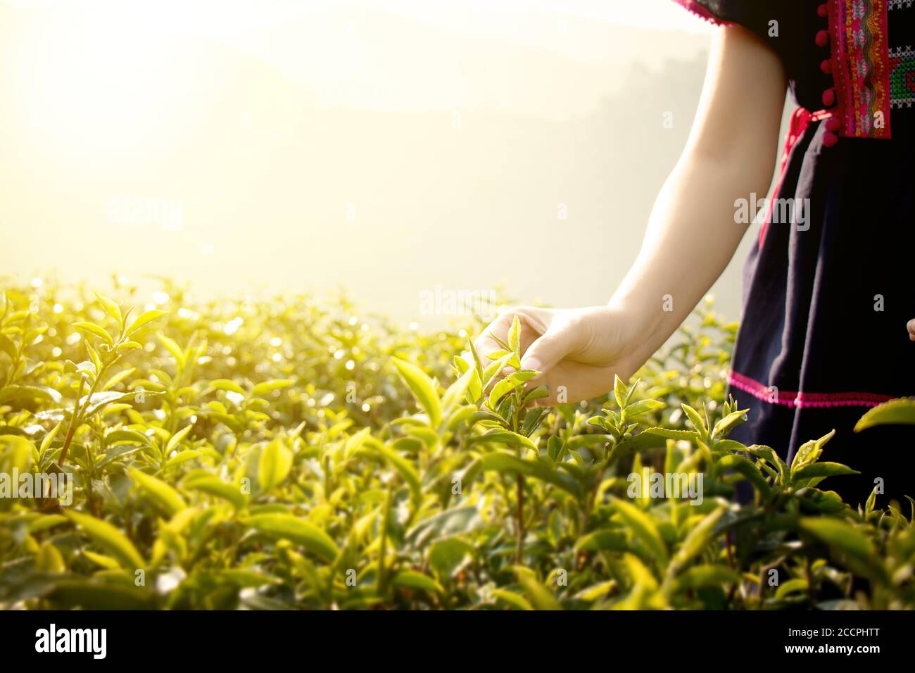 Kleiner Bergstammbauer aus Thailand pflückt Teeblätter auf Teeplantage in Chui Fong, Chiang Rai, Thailand. Morgenzeit mit Sonnenaufgang. Stockfoto
