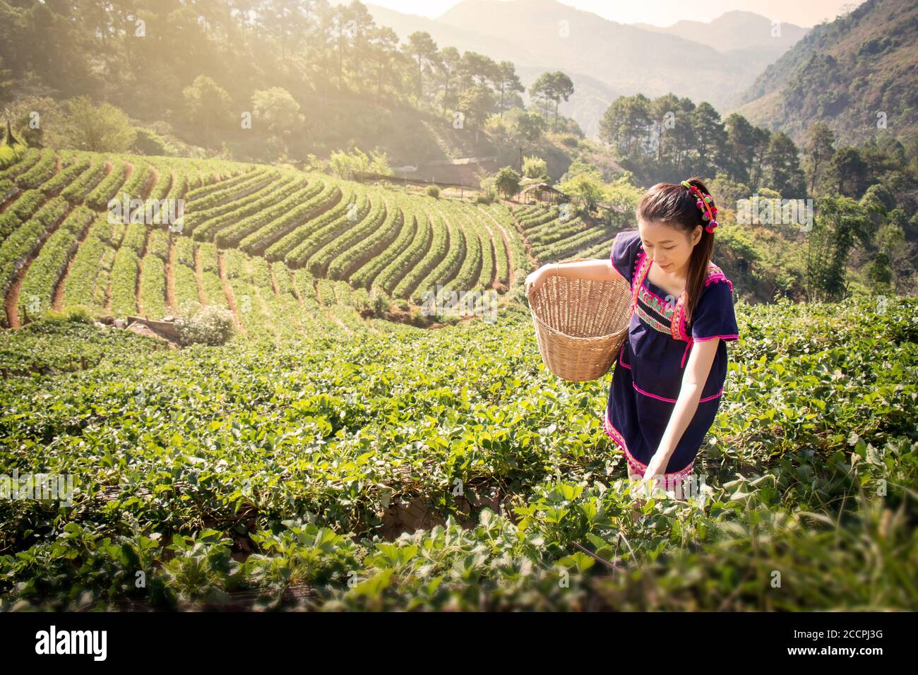 Junge asiatische Frauen aus Thailand pflücken Teeblätter auf Teeplantage am Morgen in Chui Fong, Chiang Rai, Thailand. Schöne Asien weiblich m Stockfoto