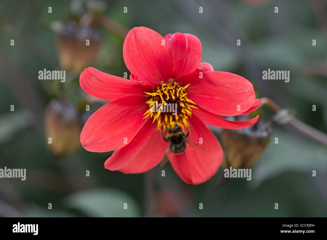 Biene auf einer roten Dahlie bei RHS Wisley, Surrey, England Stockfoto