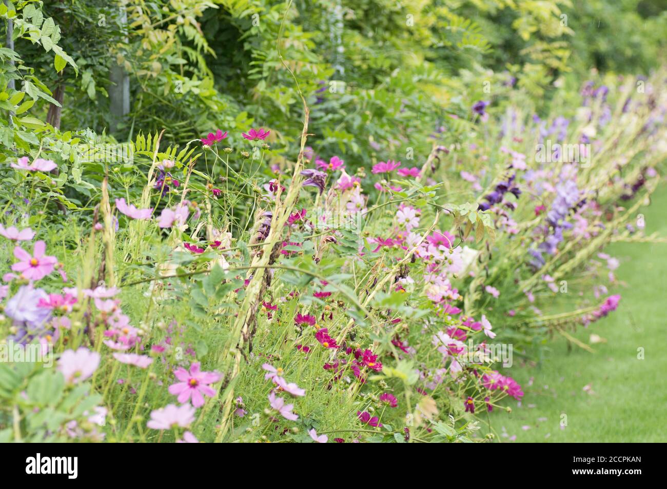 Blumenbeete im RHS Wisley, Surrey Stockfoto