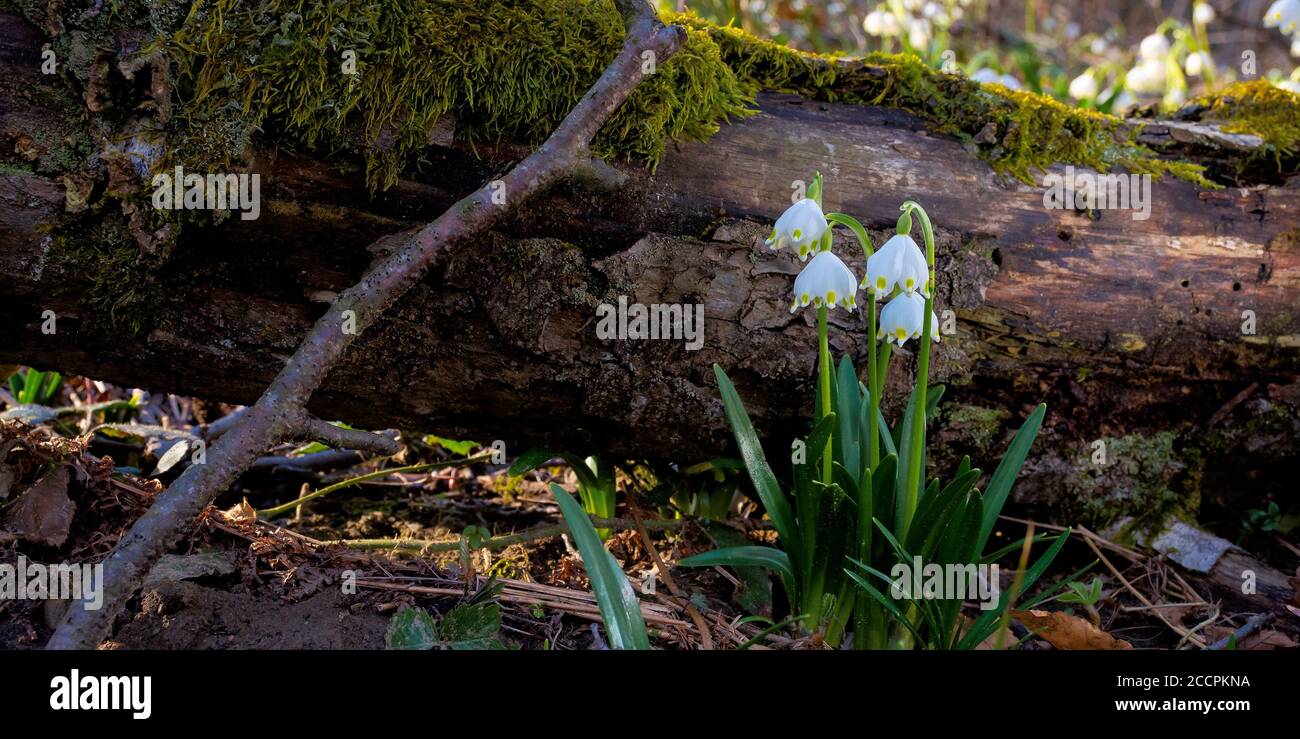 schneeflocke Blume in der Nähe des Baumes. Frühling Natur Hintergrund im Wald Stockfoto