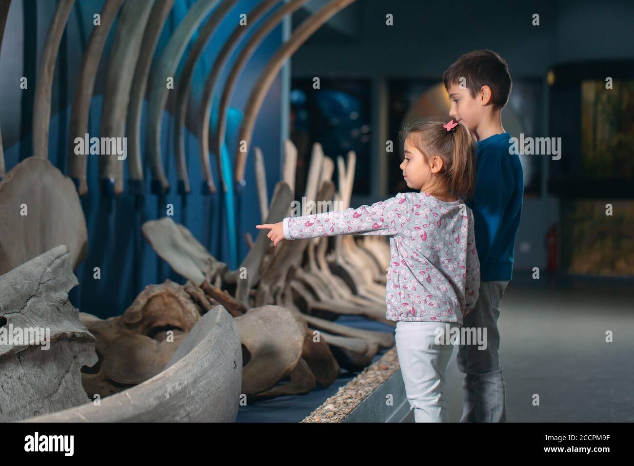 Kinder schauen sich das Skelett eines alten Wals im Museum für Paläontologie an. Stockfoto