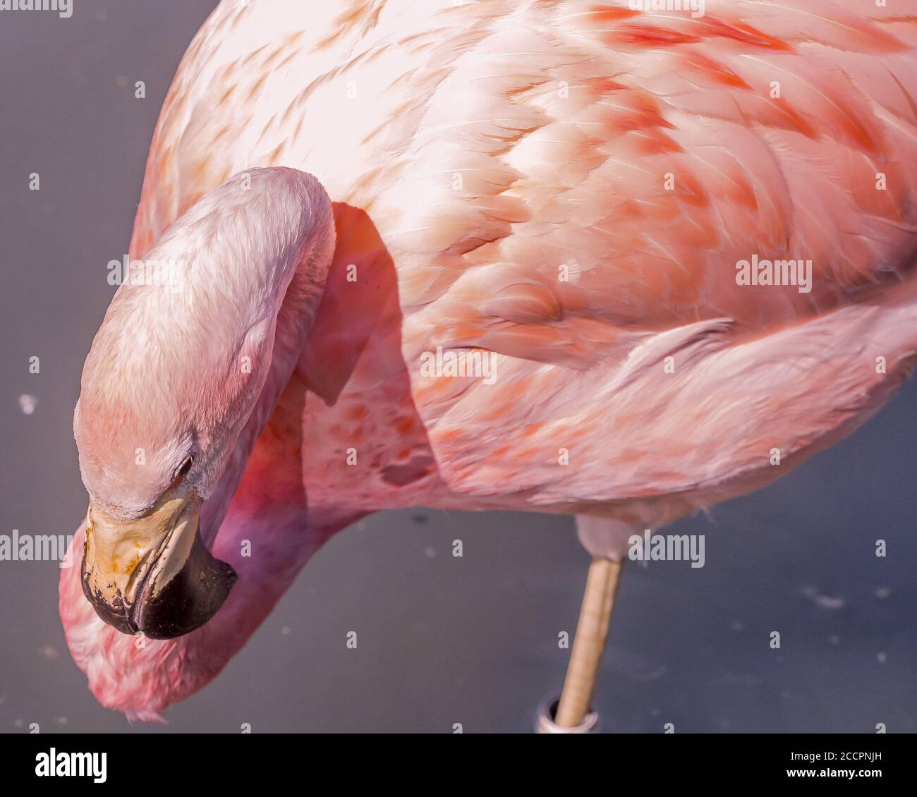 Anden Flamingo an Slimbridge Stockfoto