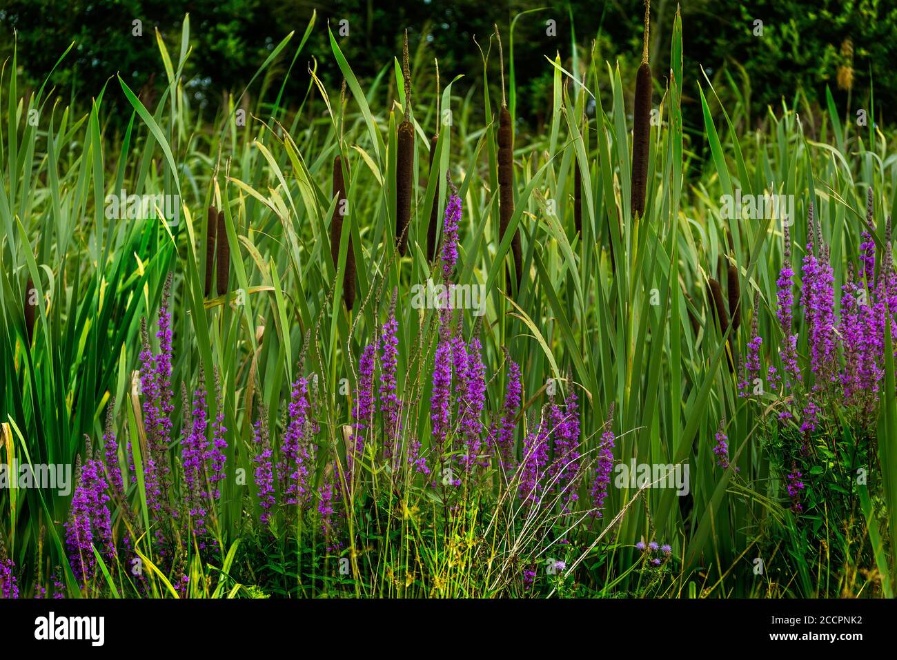 Teil des neuen Reed Walk am WWT Slimbridge Stockfoto