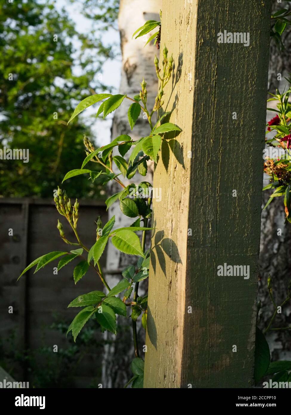 Eine kletternde Rose, Rambling Rektor, wächst eine Holzpfosten mit vielen frischen Blütenknospen Stockfoto