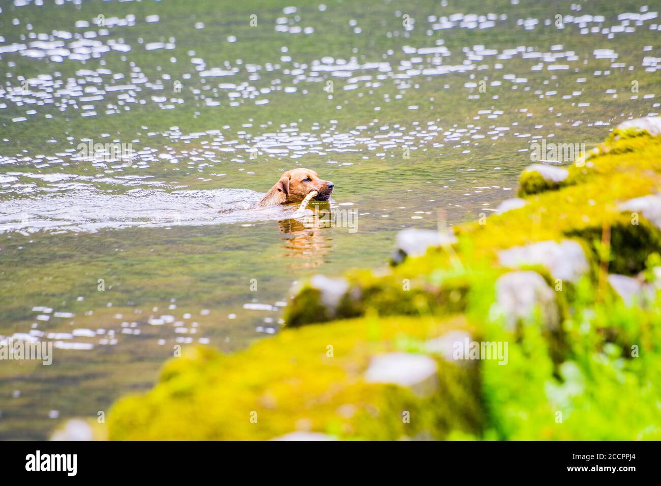 Der Hund spielt mit einem Stock im Wasser. Ein Hund schwimmt in einem Fluss am Ufer. Stockfoto