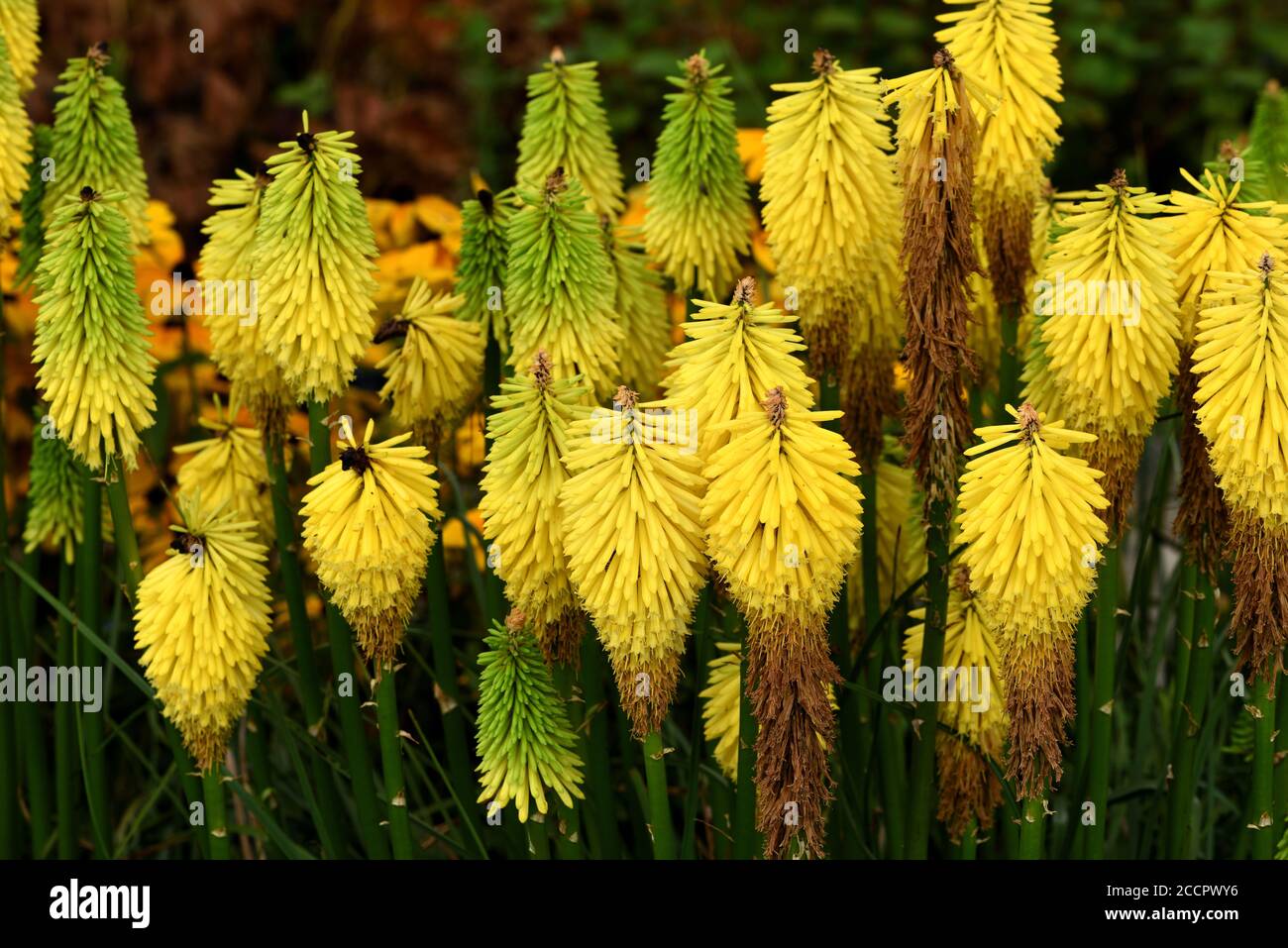 Ein Cluster von Blütenspitzen von Kniphofia frühen Buttercup. Stockfoto