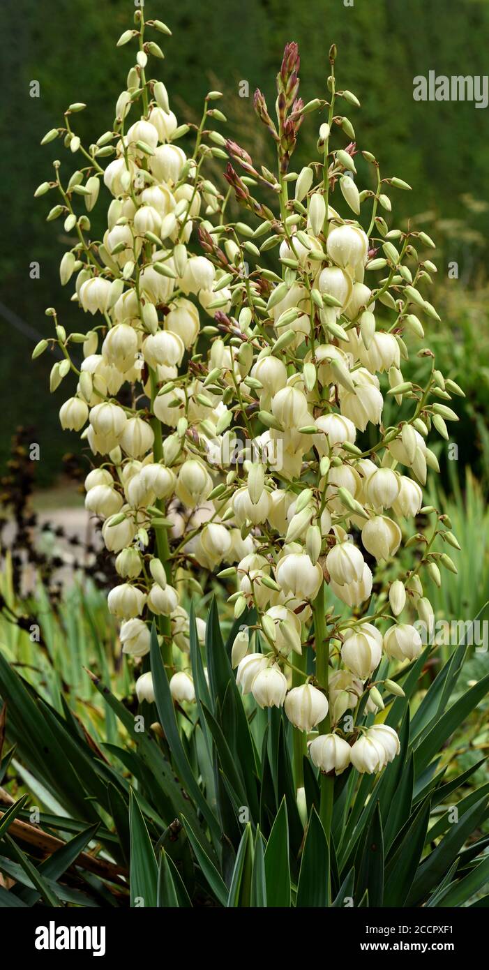 Nahaufnahme der Blumen von Yucca Gloriosa. Stockfoto