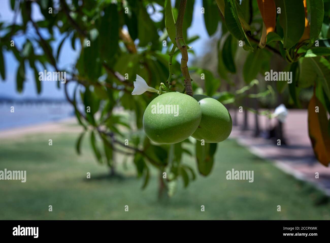 Grüne tropische Mango-Früchte hängen vom Baum. Anacardiaceae Mangifera Stockfoto