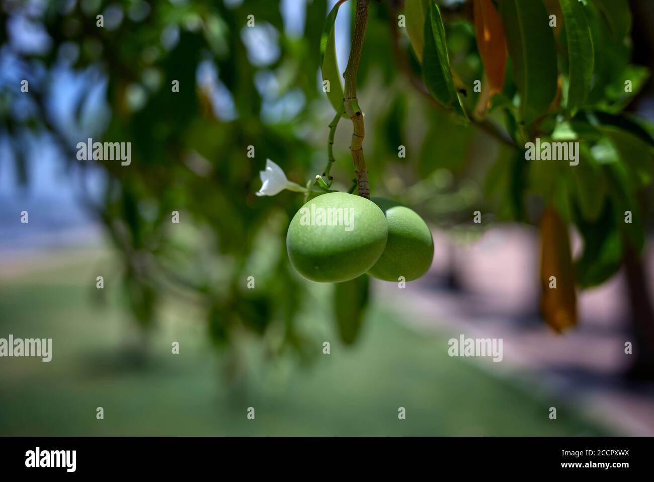 Grüne tropische Mango-Früchte hängen vom Baum. Anacardiaceae Mangifera Stockfoto