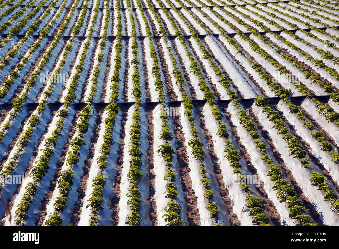 Andalusien, Südspanien. Landwirtschaft unter Plastik. Felder unter Anbau mit Kunststoff-Tunnel oder Cloches. Kunststoffanbau. Stockfoto