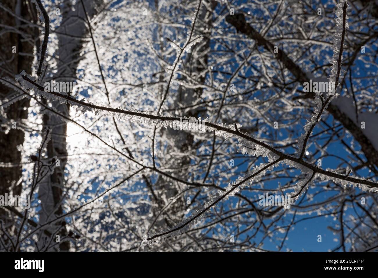 Baum, zweite, verneit, blauer Himmel Stockfoto