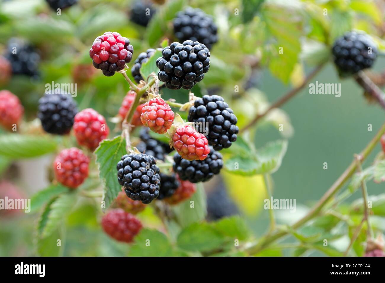 Brombeere reif Fotos und Bildmaterial in hoher Auflösung Alamy