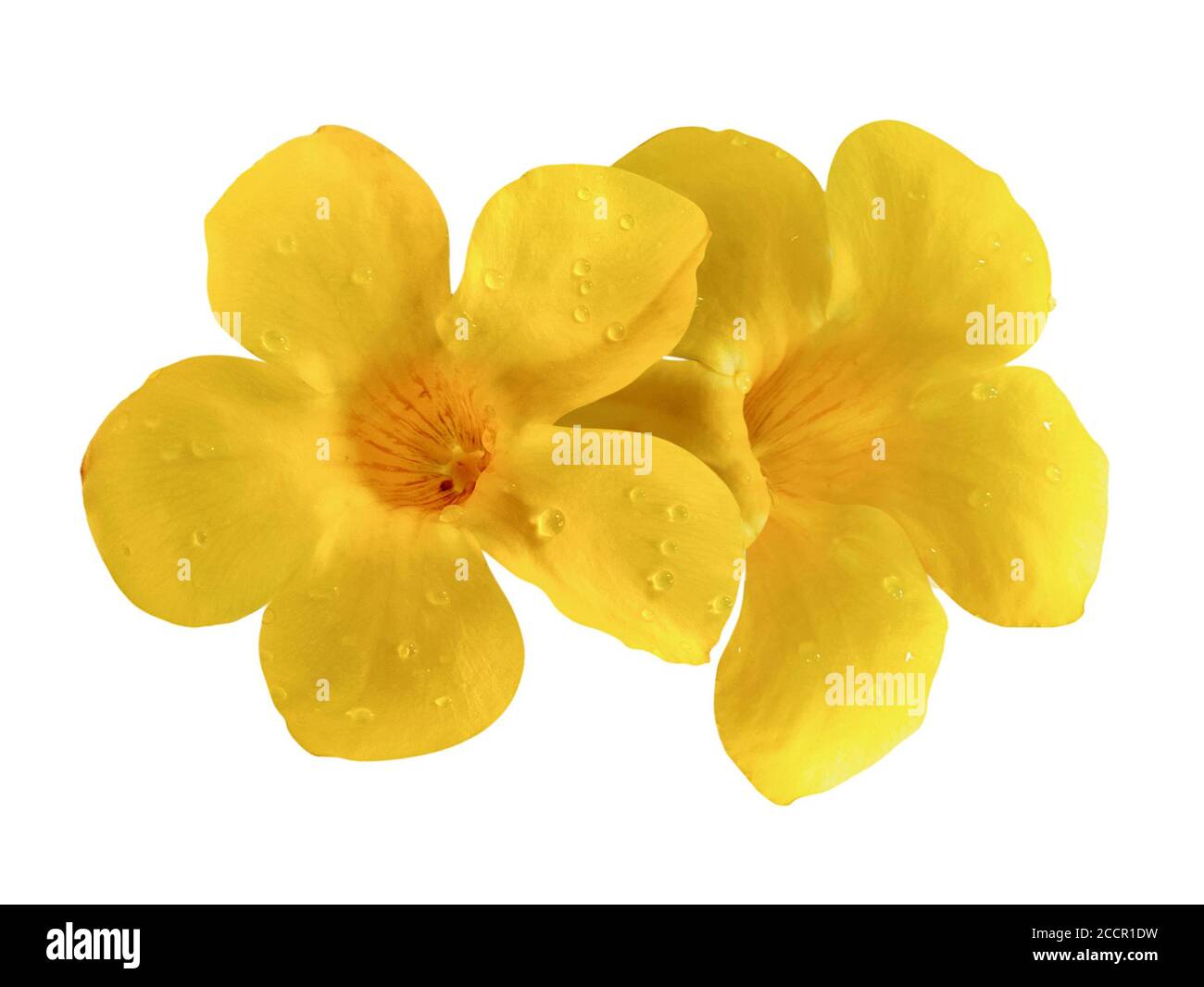 Einzelobjekt der Allamanda Blume oder der goldenen Trompetenblume isoliert Auf weißem Hintergrund Stockfoto