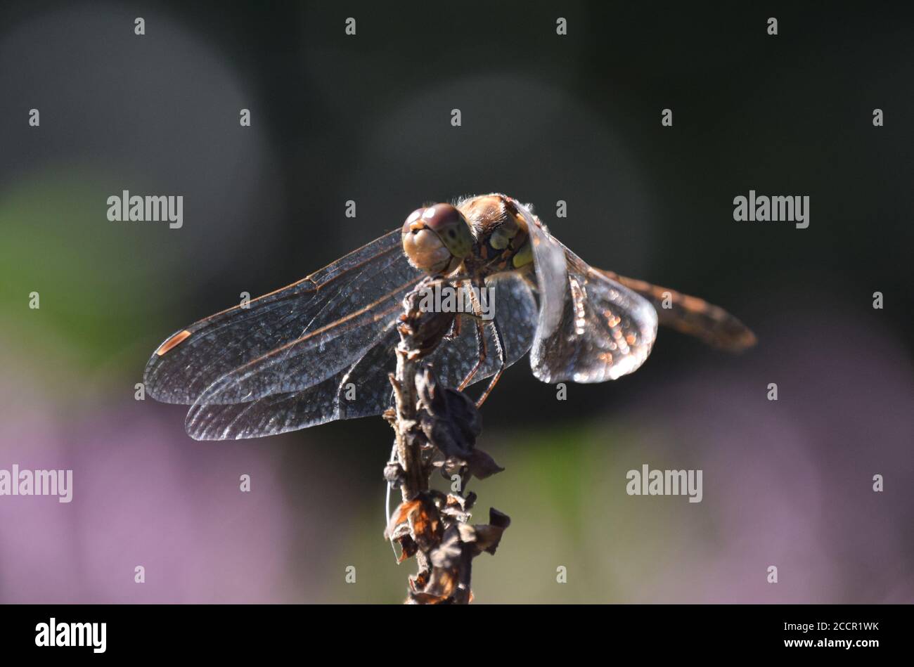 Gemeinsames Sympetrum mit Sonne auf Flügeln Stockfoto