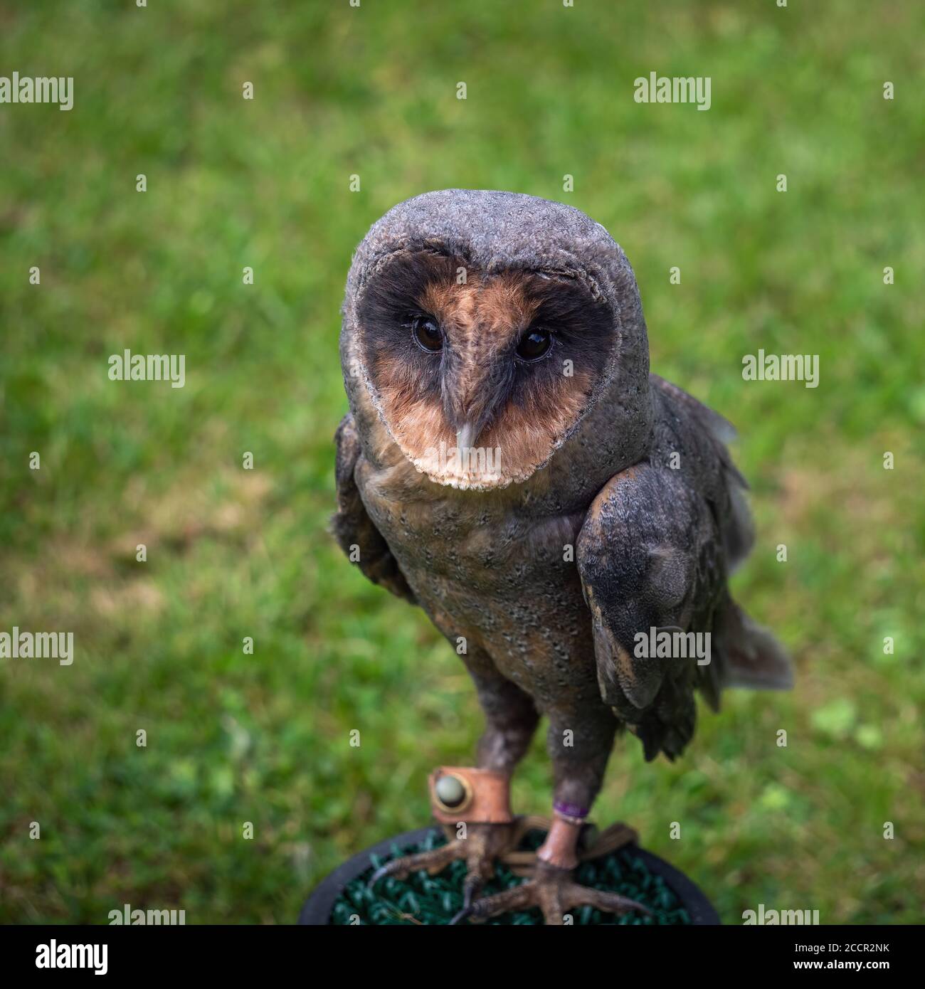 Gerettete melanistische Sperlingskauz. Tyto alba. Stockfoto