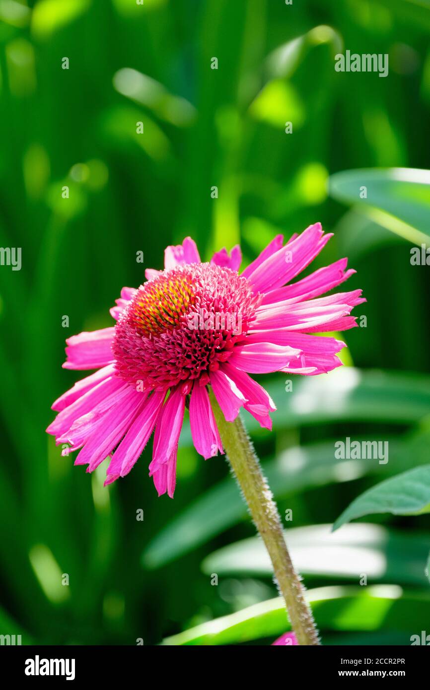 Helle fuchsia-rosa Blume von Echinacea Delicious Candy = 'Noortdeli'. „Delicious Candy“. Einzelne Blume, grünes Laub Hintergrund Stockfoto
