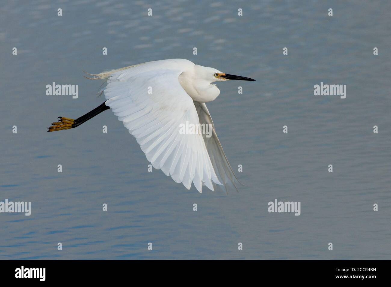 Kleiner Reiher - Egretta Garzetta im Flug. Frühling. UK Stockfoto