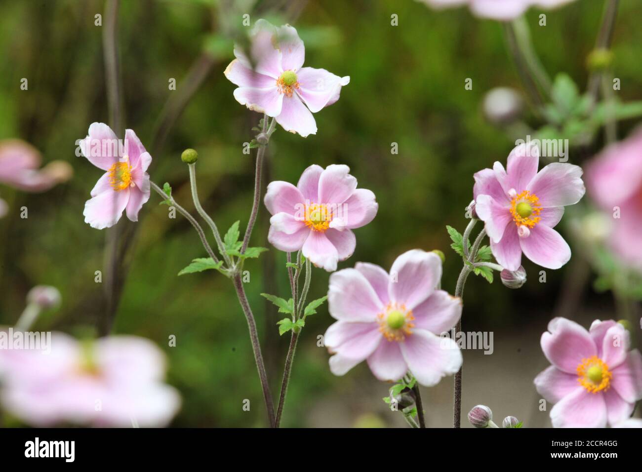 Anemone tomentosa ÔRobustissimaÕ, oder Grapeleaf Anemone in Blüte im Herbst Stockfoto
