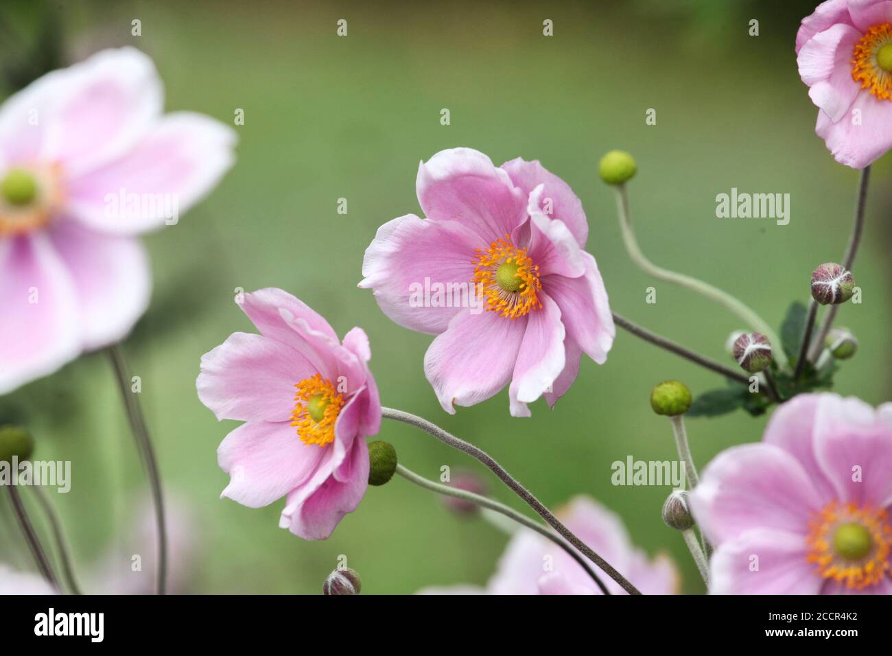 Anemone tomentosa ÔRobustissimaÕ, oder Grapeleaf Anemone in Blüte im Herbst Stockfoto