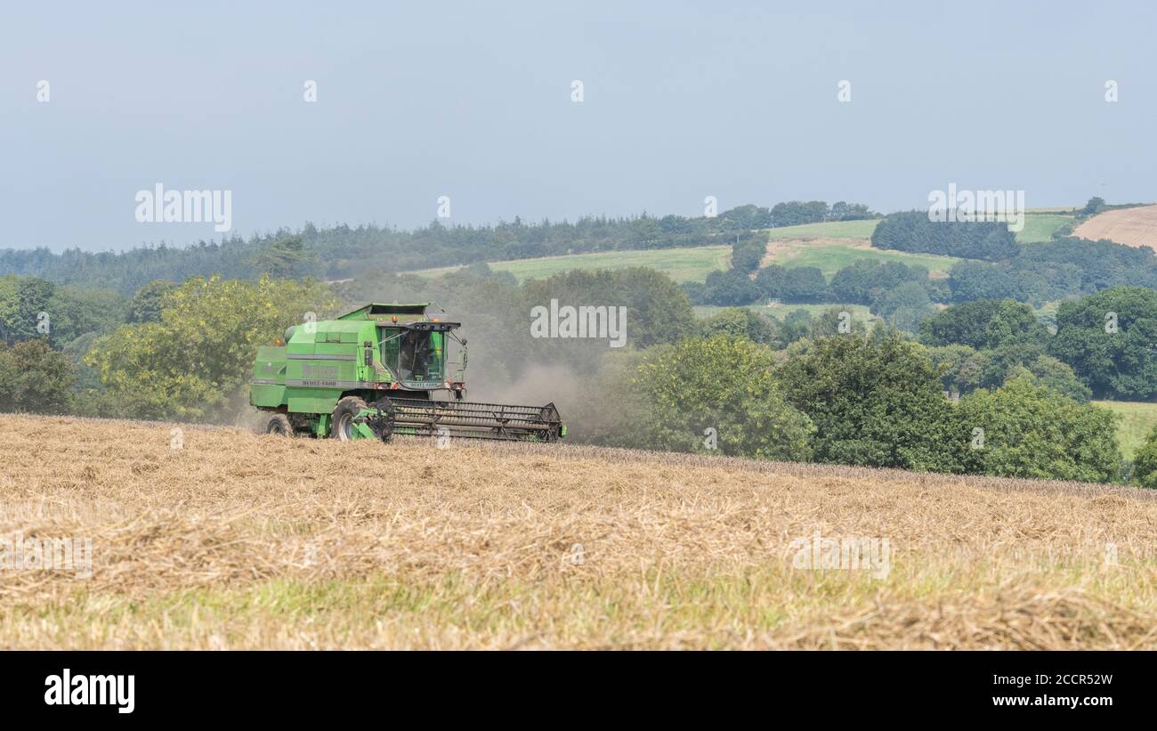 DEUTZ-Fahr 4065 Mähdrescher Schneiden 2020 UK Weizenernte an heißen Sommertagen & Füllung Luft mit Staub. Zinkenrolle und Fahrerkabine sichtbar. Britischer Weizen. Stockfoto