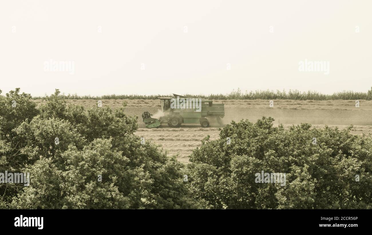 Manipuliertes stilisiertes Bild von Deutz-Fahr Mähdrescher auf Hügelkamm & umgeben von Staub & Spreu Wolken, wie es UK Weizenfeld schneidet. Heißes Wetter. Stockfoto