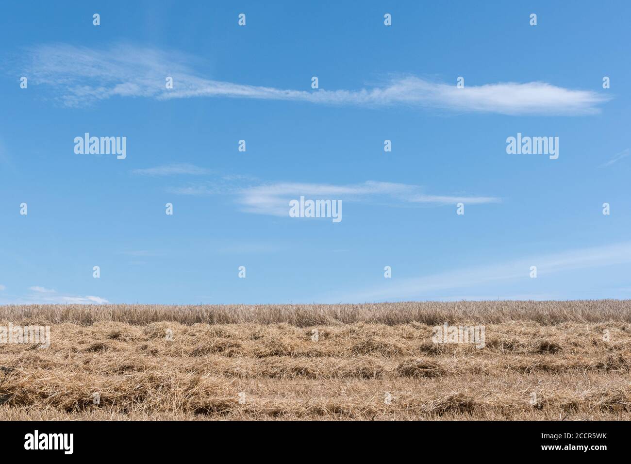 Großbritannien Weizenfeld in der Mitte der Ernte. Ungeschnittener Stängel hinten und Mähdrescher Weizenstroh in Reihen vorne. Stellt den Nährstoffverlust im Feld dar. Stockfoto