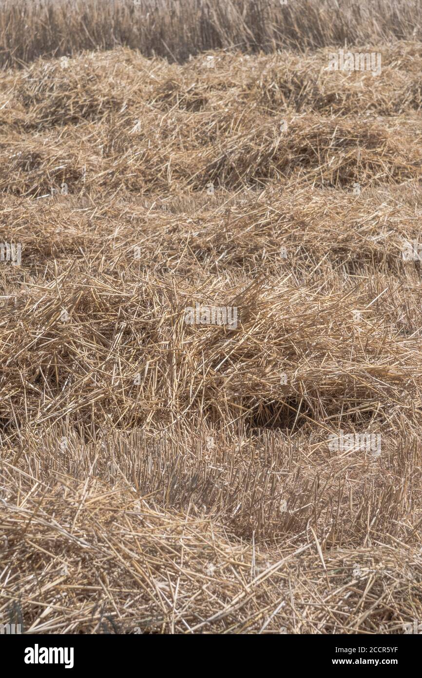 Großbritannien Weizenfeld in der Mitte der Ernte. Ungeschnittener Stängel hinten und Mähdrescher Weizenstroh in Reihen vorne. Stellt den Nährstoffverlust im Feld dar. Stockfoto