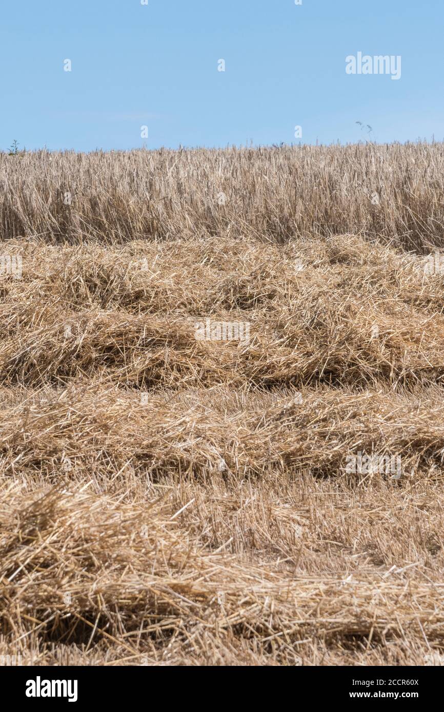 Großbritannien Weizenfeld in der Mitte der Ernte. Ungeschnittener Stängel hinten und Mähdrescher Weizenstroh in Reihen vorne. Stellt den Nährstoffverlust im Feld dar. Stockfoto