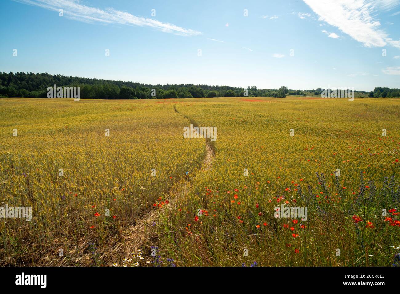 Landweg durch sereal Felder mit Mohnblumen, Litauen Stockfoto