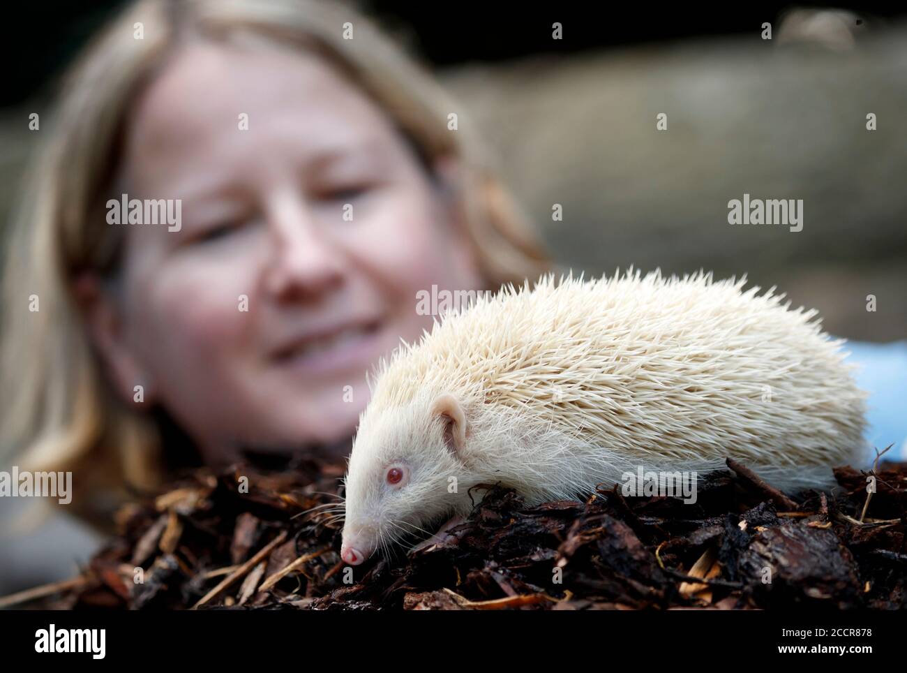 Diane Cook, die Prickly Pigs Hedgehog Rescue betreibt, mit Jack Frost, einem extrem seltenen Albino-Igel, der von Prickly Pigs Hedgehog Rescue in Otley, West Yorkshire, gerettet wurde. Stockfoto