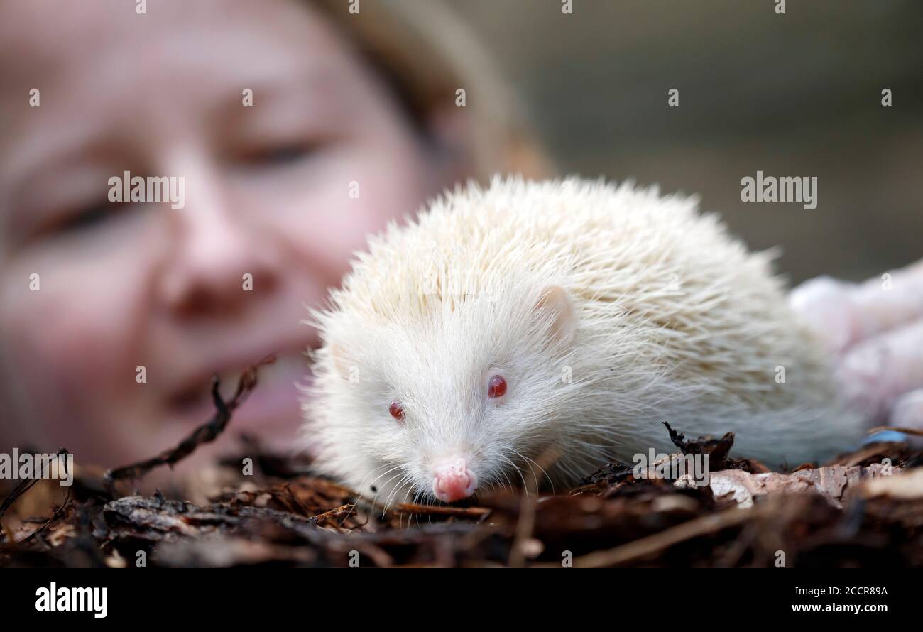 Diane Cook, die Prickly Pigs Hedgehog Rescue betreibt, mit Jack Frost, einem extrem seltenen Albino-Igel, der von Prickly Pigs Hedgehog Rescue in Otley, West Yorkshire, gerettet wurde. Stockfoto