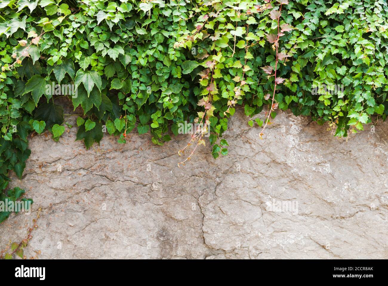 Grauer Stein Gartenzaun und dekorative grüne Rebe Pflanze wächst darüber, Hintergrund Foto Textur Stockfoto