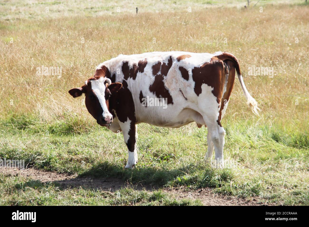 Schwarz-weiß und rot-weiß Kühe auf einer Weide der Holstein Friesische Rasse in den Niederlanden im Sommer Stockfoto