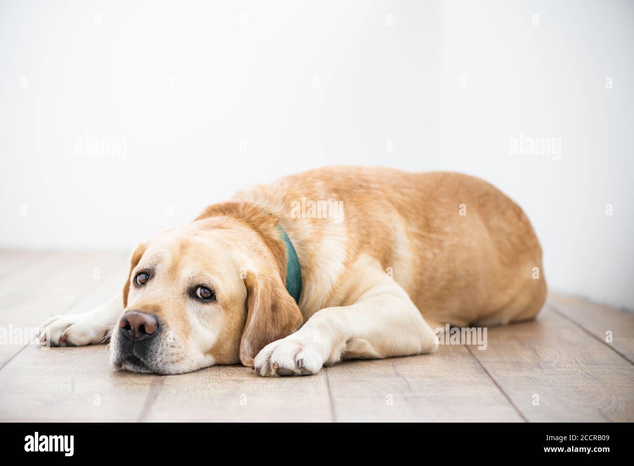 Cute reinrassig weiß Labrador Retriever Hund liegt auf der Boden Stockfoto