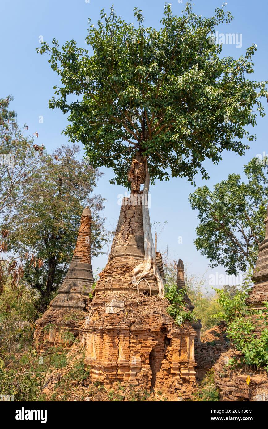 Baum wächst auf Ruinen in Shwe Indein Pagode, Inle See, Burma, Myanmar Stockfoto