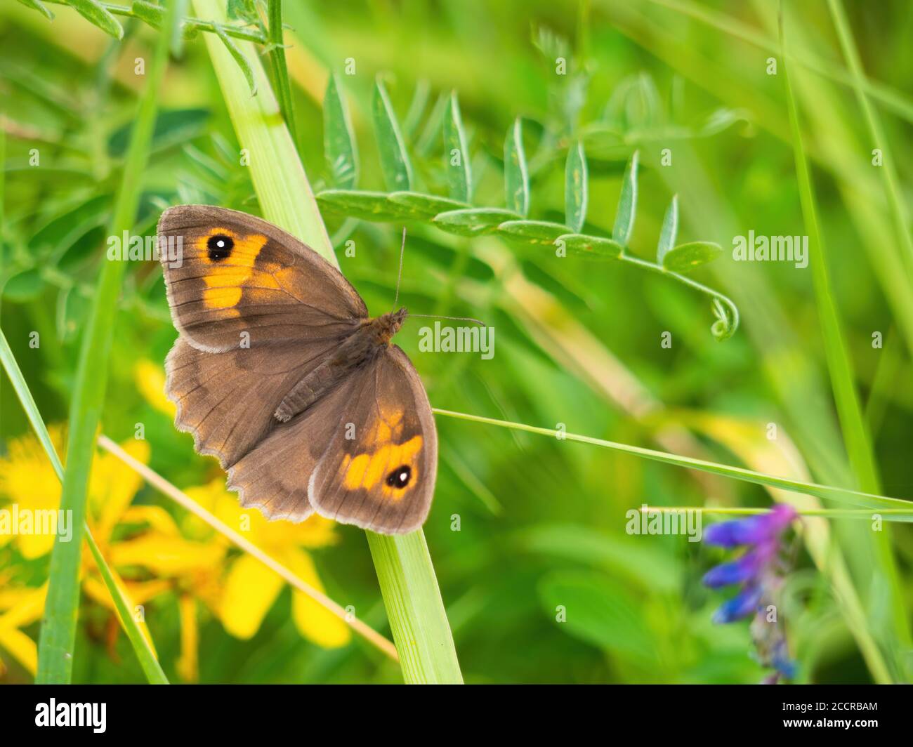 Wiese Brauner Schmetterling mit wilden Blumen. Maniola jurtina. Stockfoto
