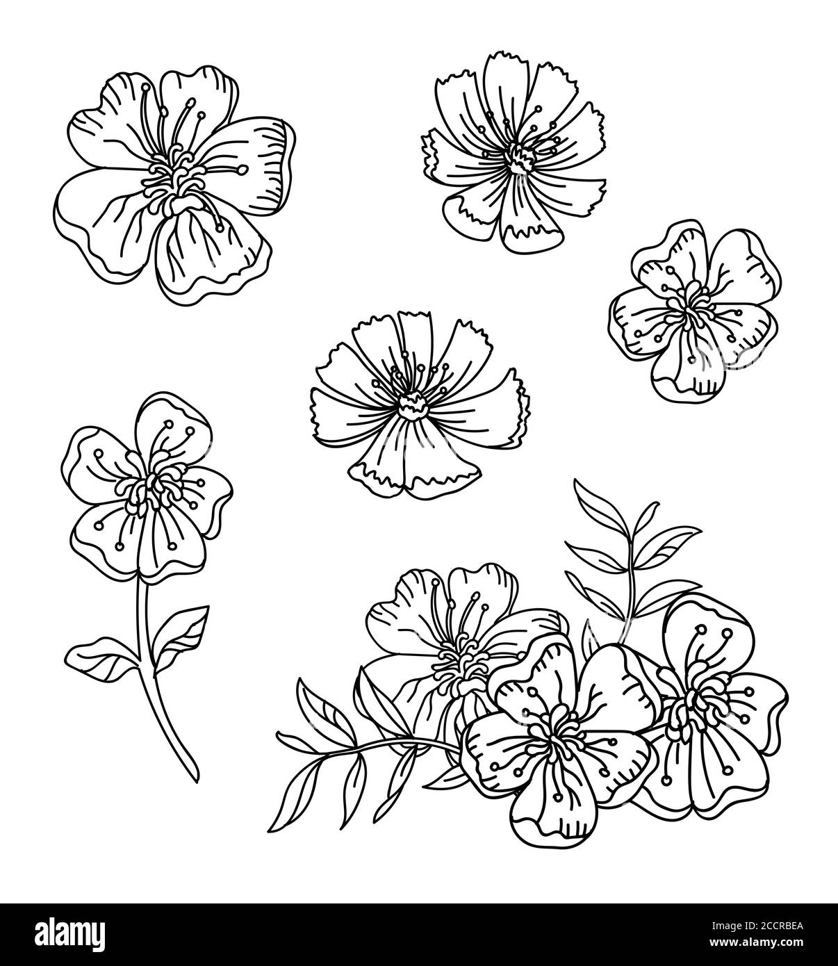 Florale botanische Set mit handgezeichneten Linie Kunst Buttercup und cosmea Blumen. Vektor monochrome Blumenvorlage Illustration für Hochzeit Einladung, vega Stock Vektor