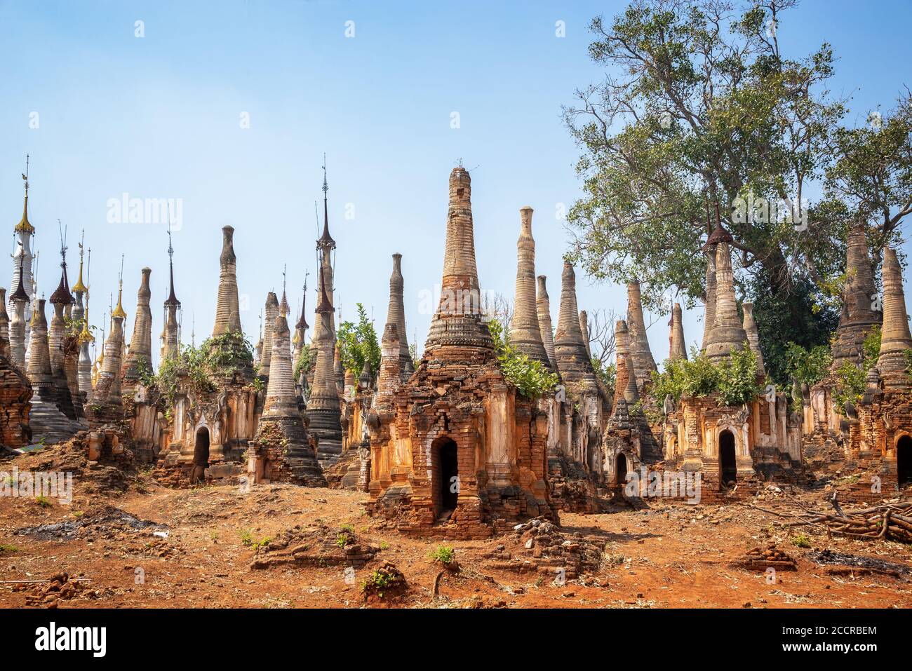 Baum wächst auf Ruinen in Shwe Indein Pagode, Inle See, Burma, Myanmar Stockfoto