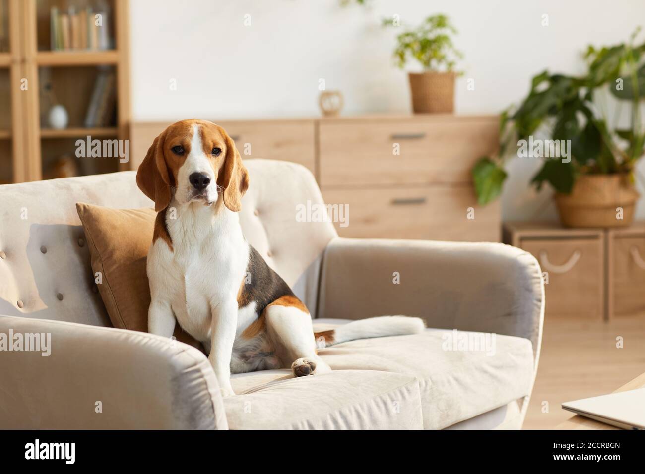 Warm getönte Porträt von niedlichen Beagle Hund sitzt auf der Couch in gemütlichen Innenraum durch Sonnenlicht beleuchtet, kopieren Raum Stockfoto