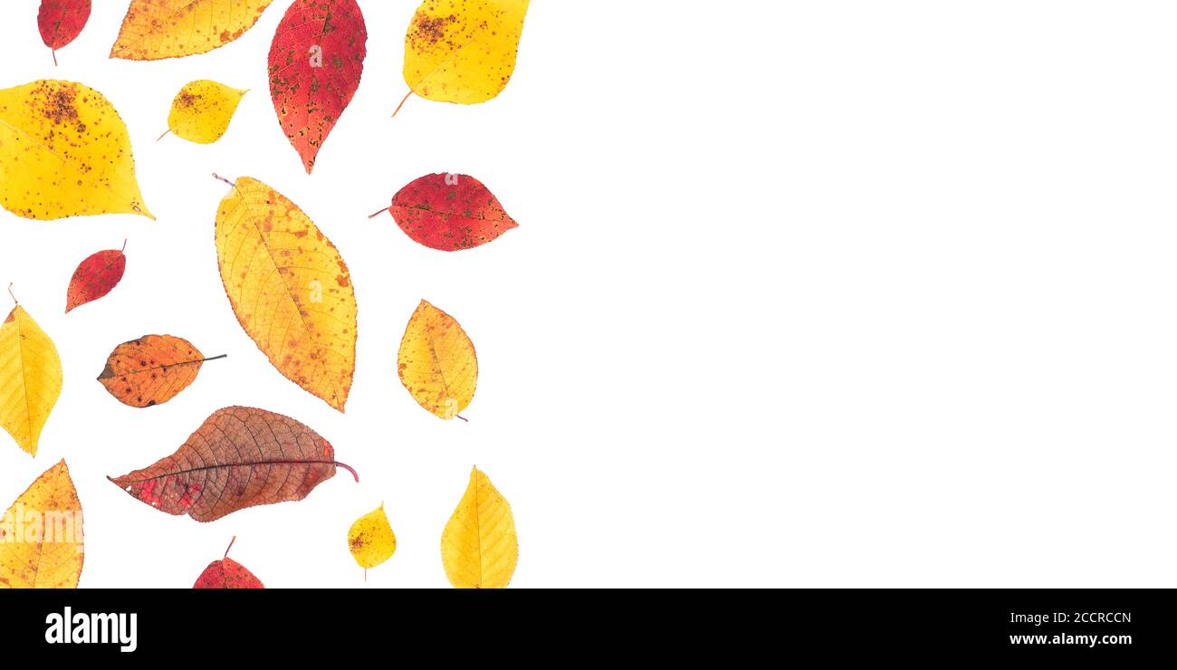 Herbstblätter auf weißem Hintergrund mit einer Kopie des Raumes. Helle Blätter sind isoliert. Das Konzept der Jahreszeiten in der Natur. Flaches Layout. Stockfoto
