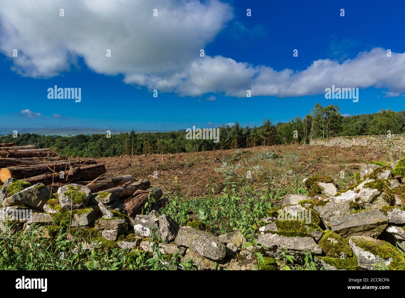 Entwaldung von Hektar Pinienwäldern in den Yorkshire Dales, England, Großbritannien. Querformat, horizontal. Platz für Kopie. Stockfoto