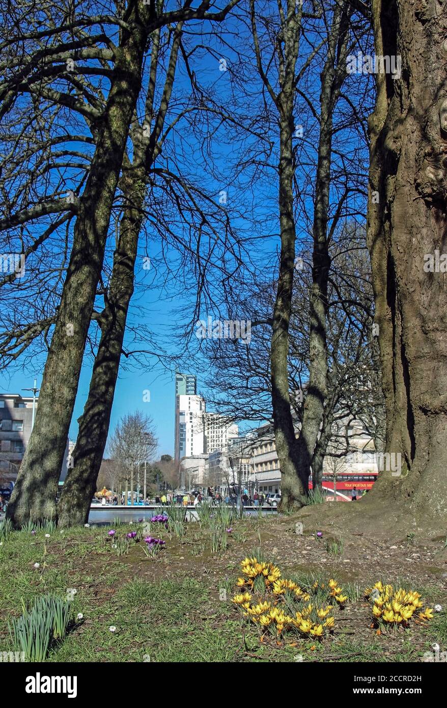 Frühe Krokus blühen neben dem Civic Center Pool in Armada Weg in Plymouth Stadtzentrum Stockfoto