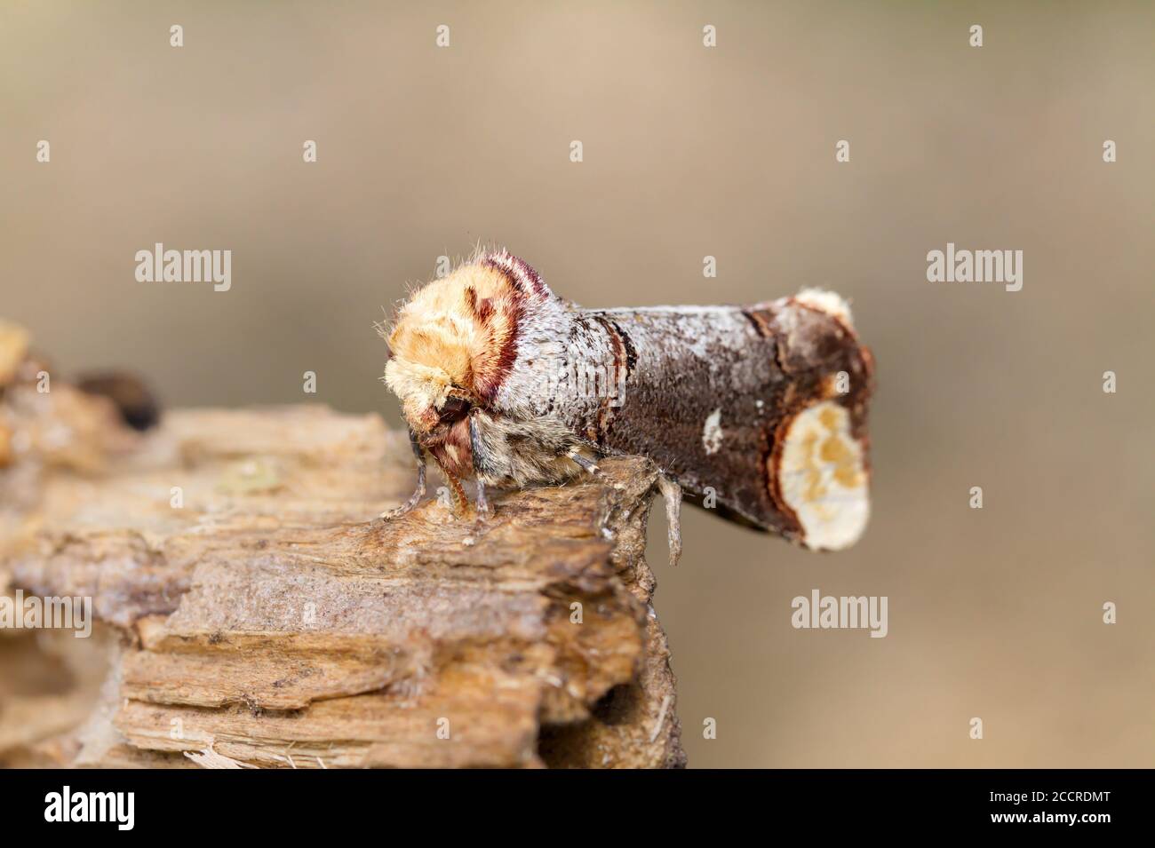 Makro von Buff Tip Moth, Phalera bucephala, ruht auf EINEM Log gegen EINEN diffusen Beige Hintergrund. Aufgenommen in Blashford Lakes UK Stockfoto